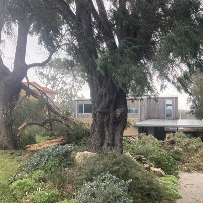 Emergency tree felling, Serpentine.
