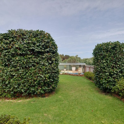 Hedge trimming, Karnup.