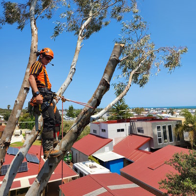 Tree pruning, Peel Region.