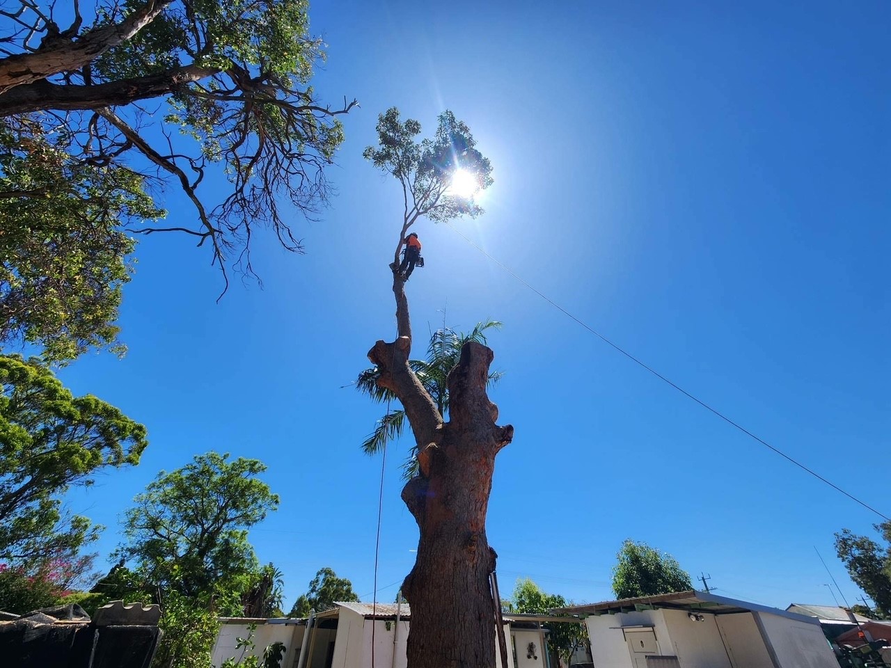 Formative prune, Mandurah, WA.